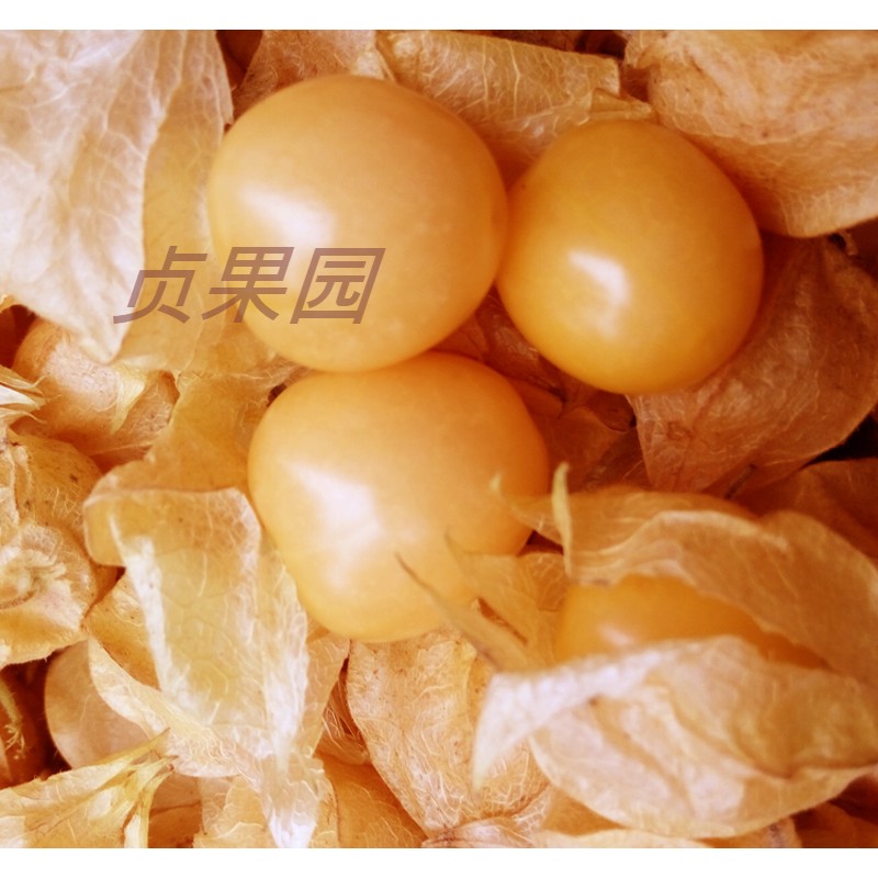 姑娘果 燈籠果東北黑龍江特産黃姑娘果新鮮水果菇鳥甜菇娘3斤裝。在類目 水產肉類/新鮮蔬果/熟食, 新鮮水果, 其它中 - 來自Buy2taobao.com提供專業的淘寶代購服務