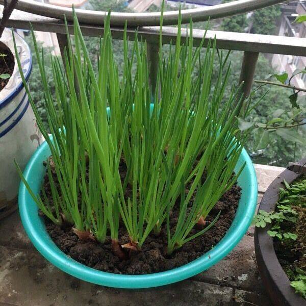 新鲜红葱头 农家干葱头种子火葱头种四季香葱炸油葱酥1斤包邮