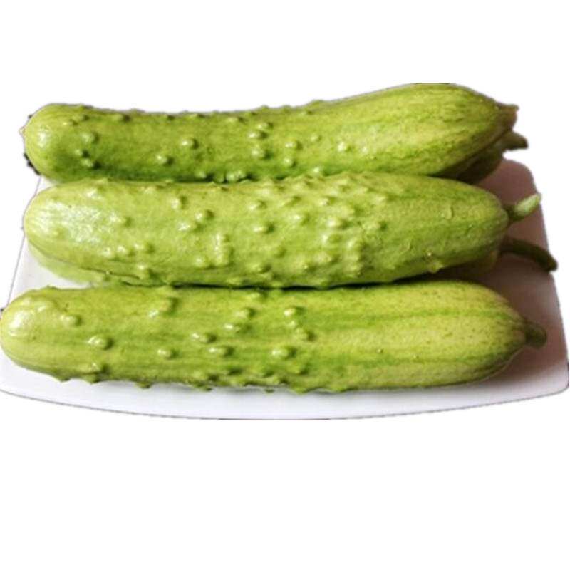 海阳特产白皮白玉黄瓜 牛奶小黄瓜旱黄瓜新鲜水果蔬菜5斤装.