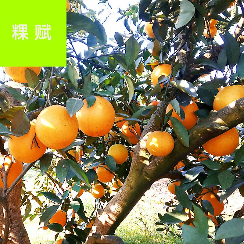 重庆奉节脐橙子新鲜水果包邮9斤大果整箱蜜甜柑橘冰糖手剥橙.