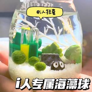 海藻球微景观生态瓶鱼缸室内桌面水培创意迷你植物水生治愈球藻i