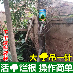 碍事树专用药除树烂根死根树烂树根水剂除树强力除杂草除竹子神器