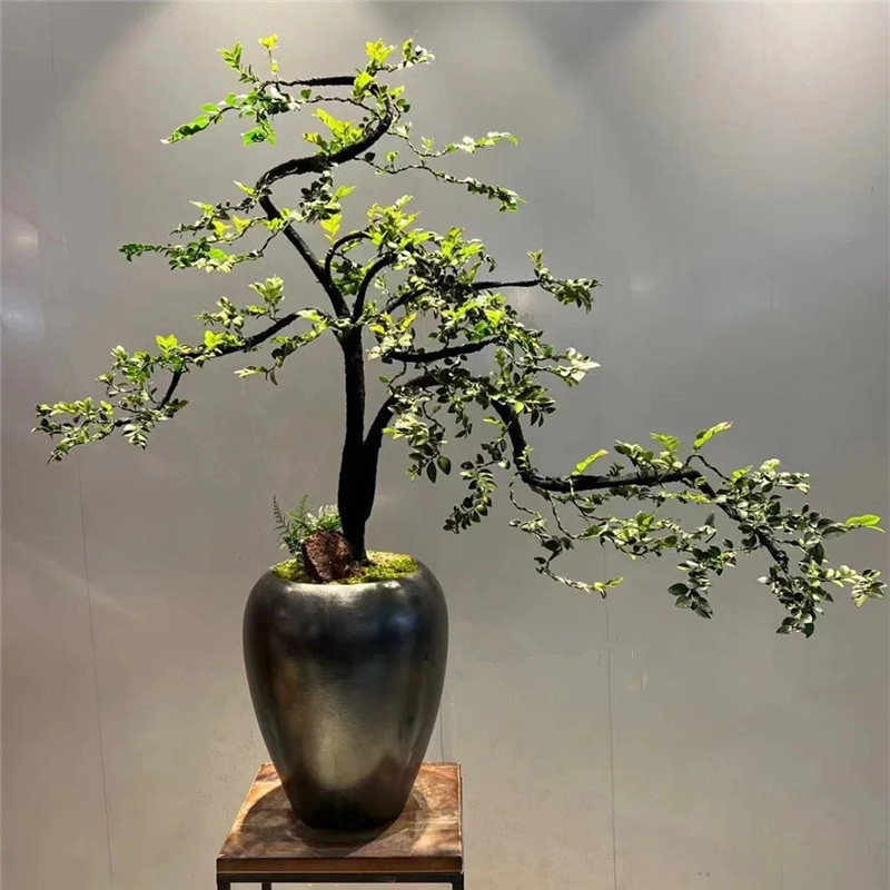 小叶紫檀黑骨茶老桩盆景造型绿植室内客厅办公室大型花卉一物一拍