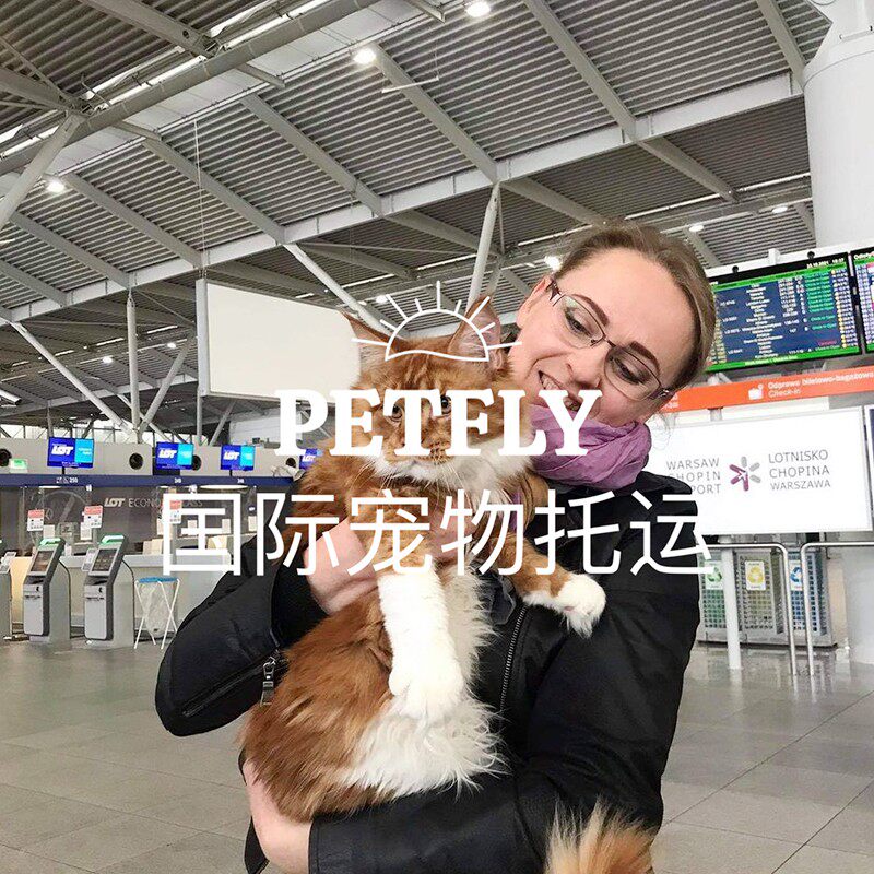 国际宠物托运出国手续猫狗回国清关出境运输去美国加拿大日本香港