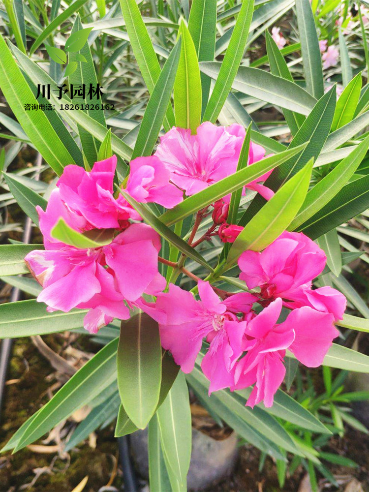 夹竹桃树苗庭院绿化苗四季常青篱笆开花植物盆栽夹竹桃苗柳叶桃苗