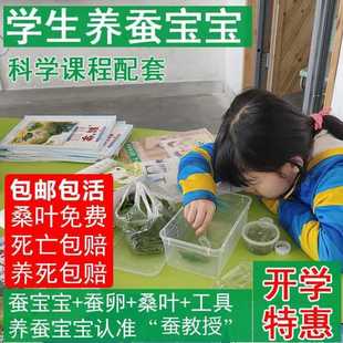 费包活 免邮 春天彩色茧幼虫活物新鲜桑叶 学生科学蚕宝宝活体蚕卵套装