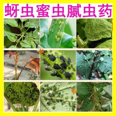 新卧龙氟啶虫酰胺15蚜虫