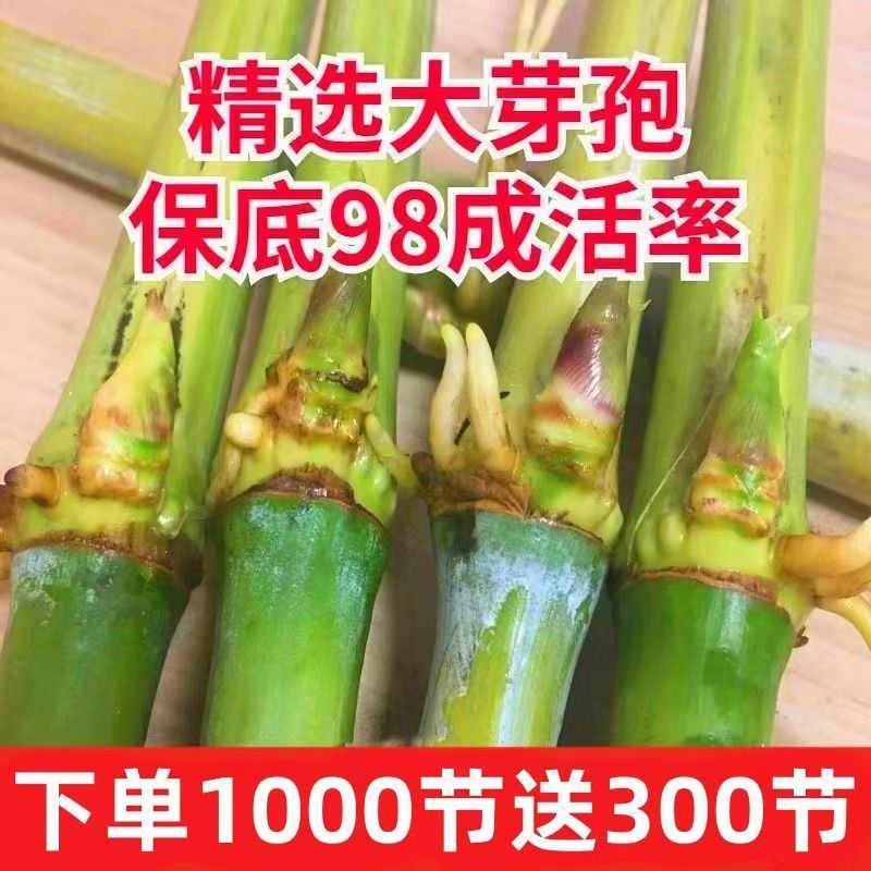 甜象草3号种节无毛皇竹草子种巨菌草四季多年生牧草耐寒冻不死