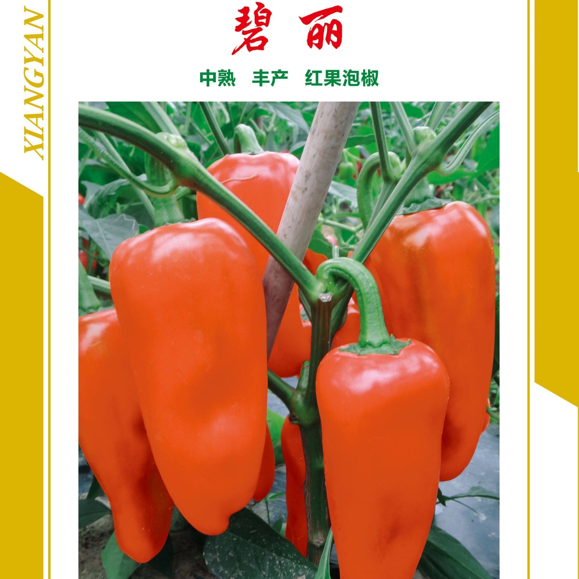 蔬菜种子湘研美玉 大果 辣椒种子 中熟高抗长粗牛角椒 微辣泡椒
