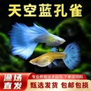 天空蓝孔雀鱼孕母小型热带鱼凤尾鱼精品纯种淡水好养耐活观赏鱼