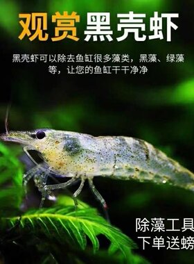 黑壳虾除藻虾淡水虾包邮