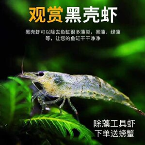 黑壳虾除藻虾淡水虾包邮