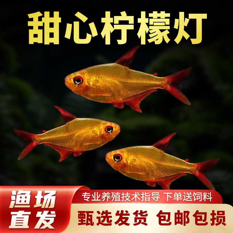 甜心灯鱼巴西进口超级甜心