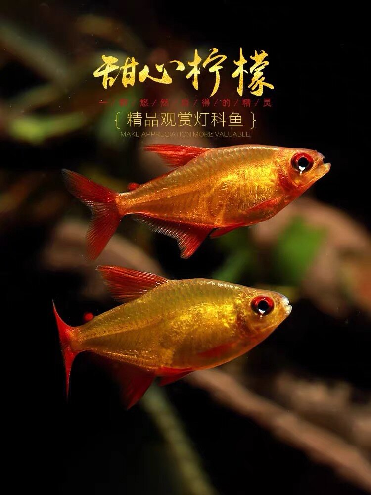 甜心柠檬灯鱼巴西进口超级甜心檸檬燈热带观赏鱼水草缸群游活体鱼
