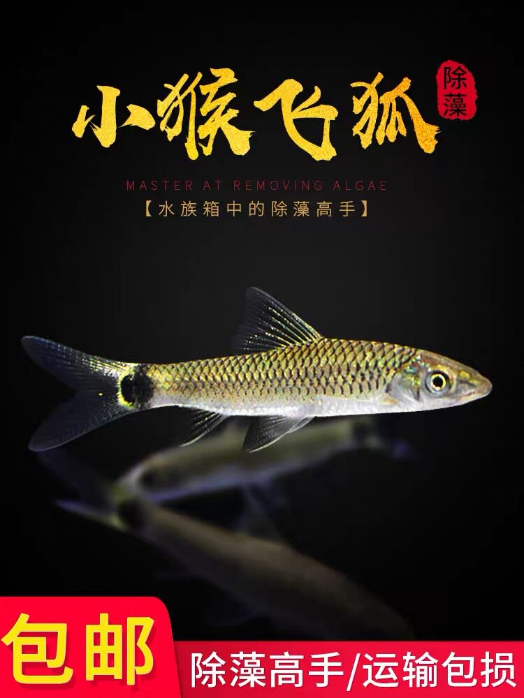 小猴飞狐鱼除藻淡水草缸观赏鱼活体专清丝藻刚毛藻克星工具鱼