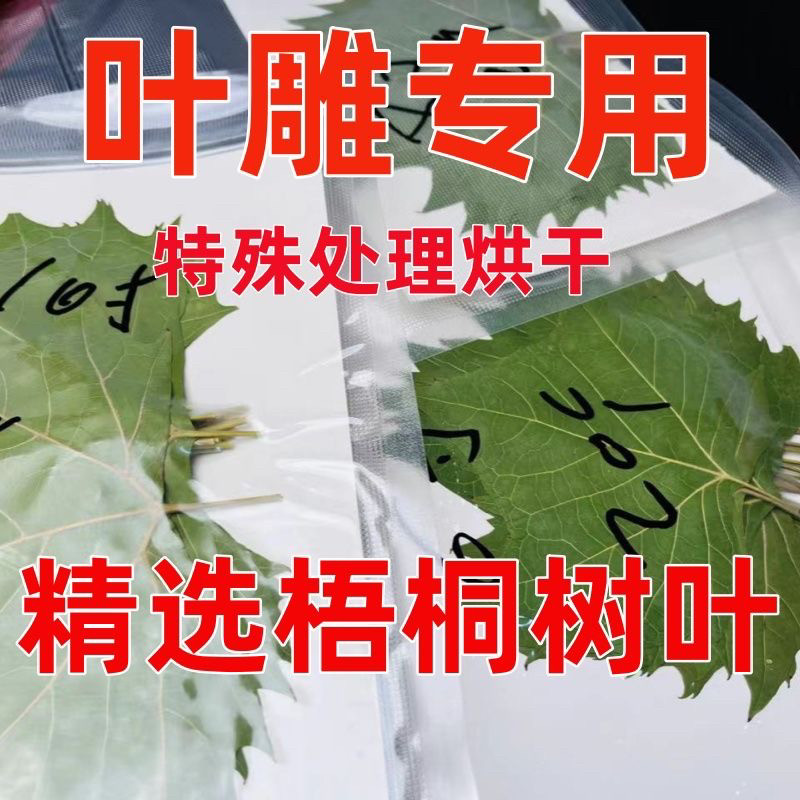叶雕专用梧桐树叶烘干叶雕树叶专用叶手工叶雕树叶专用叶