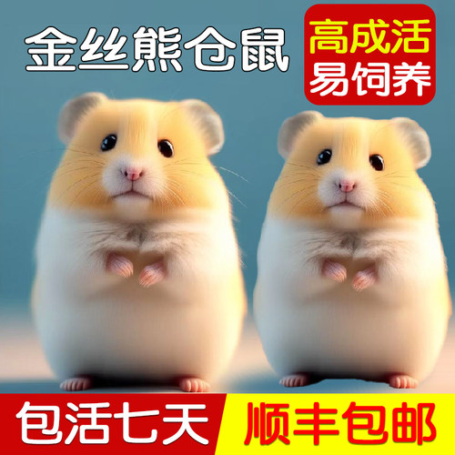 家养金丝熊小仓鼠活物鼠类