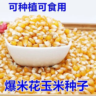 爆米花专用玉米粒球形爆裂玉米自制爆米花的小玉米散装苞米粒5斤