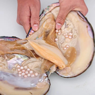 天然淡水珍珠活体开蚌取珠妖紫爱迪生单珠蚌多珠巴洛克直播选货