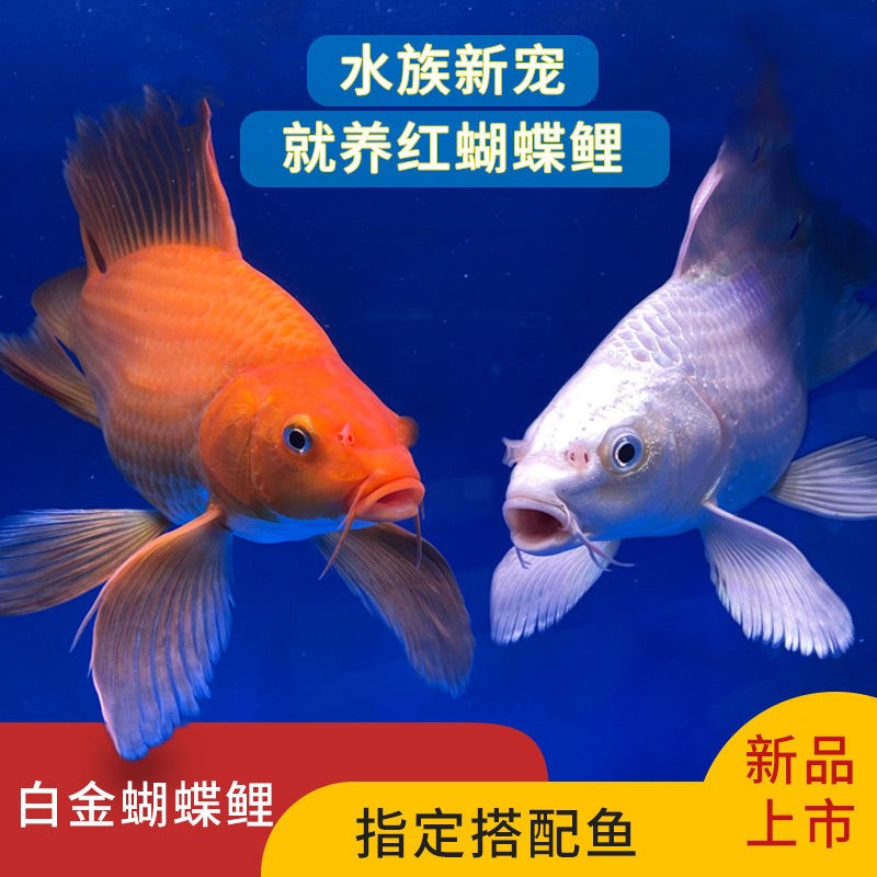 台湾红蝴蝶鲤球体贵妃鲤冷水鱼苗大鳍大尾龙凤锦鲤观赏鱼纯种活体