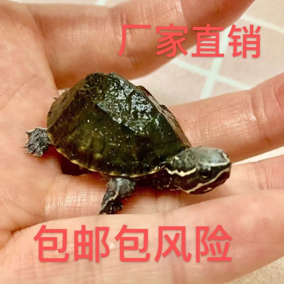 麝香龟麝香蛋龟深水龟乌龟宠物活体麝香龟苗蛋龟苗