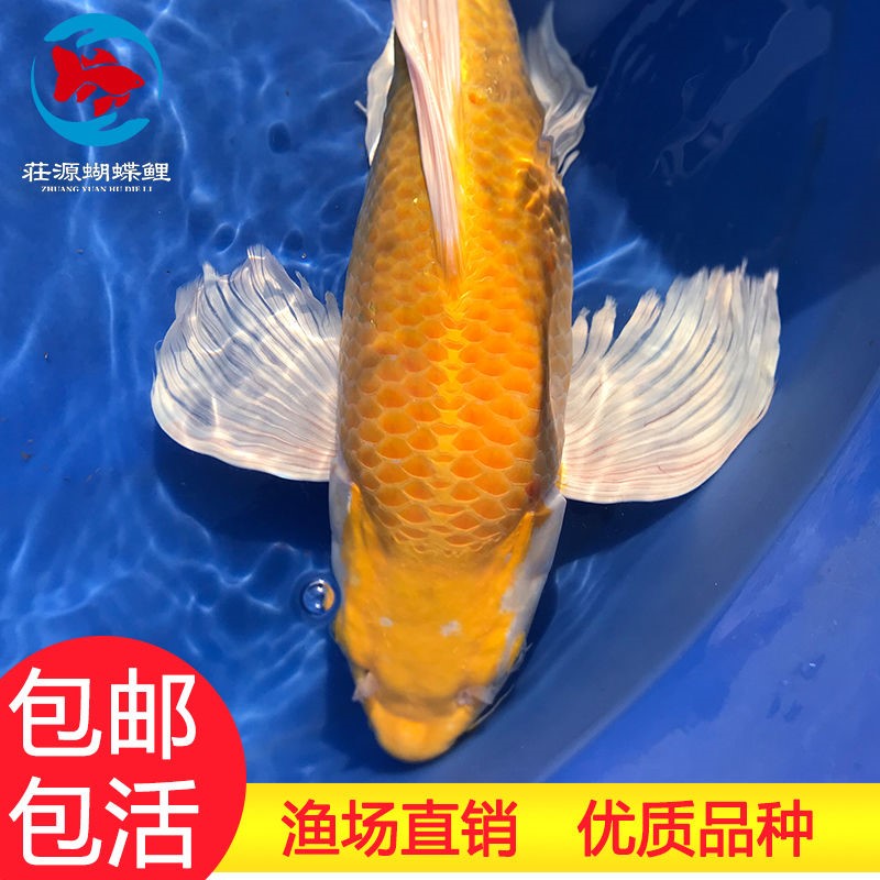 黄金蝴蝶鲤 招财风水龙蝶鲤冷水龙凤锦鲤观赏鱼中小型