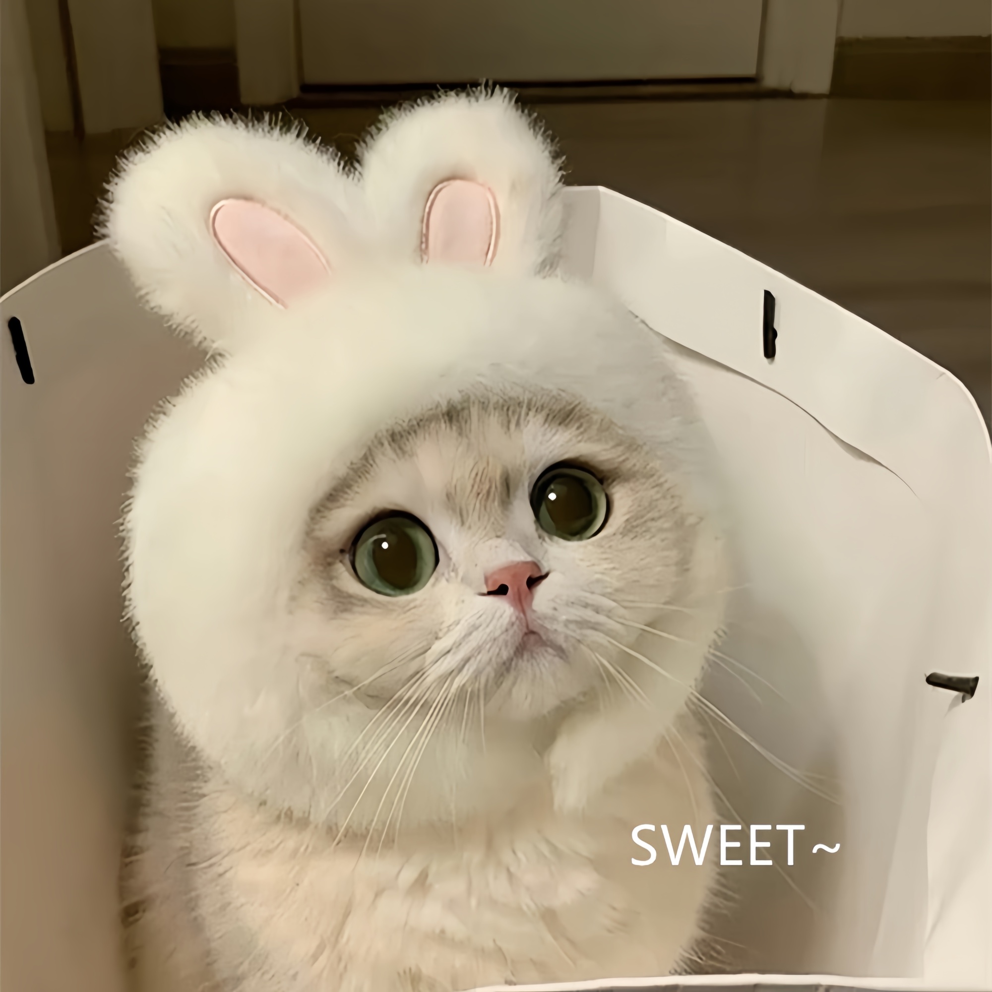 超萌宠物头套小猫咪狗狗变装帽子