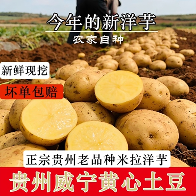 贵州威宁黄心土豆今年新鲜现挖
