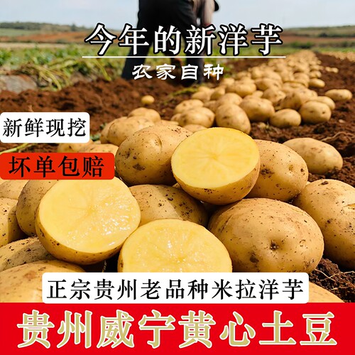 贵州威宁黄心土豆今年新鲜现挖