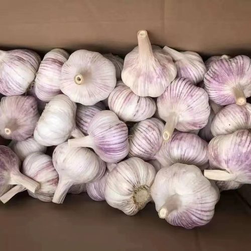 农家新大蒜干蒜自然晾晒