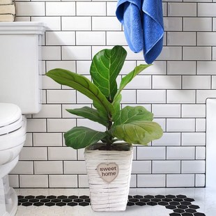 象皮树盆栽 客厅栽植物懒人室内大叶观叶植物客厅大型绿植橡皮树