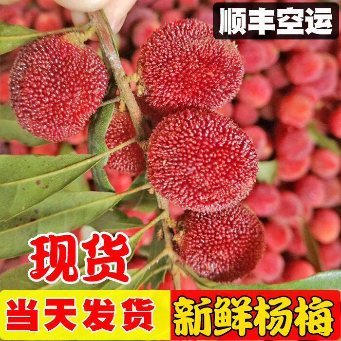 2019新鲜 杨梅水果广西野生小杨梅现货顺丰空运 当季孕妇宝宝水果在类目 水产肉类/新鲜蔬果/熟食, 新鲜水果, 其它中 - 来自Buy2taobao.com提供专业的淘宝代购服务