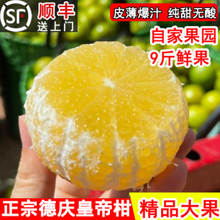 正宗四会德庆皇帝柑蜜贡柑无籽大果纯甜多汁现摘现发礼盒顺丰包邮