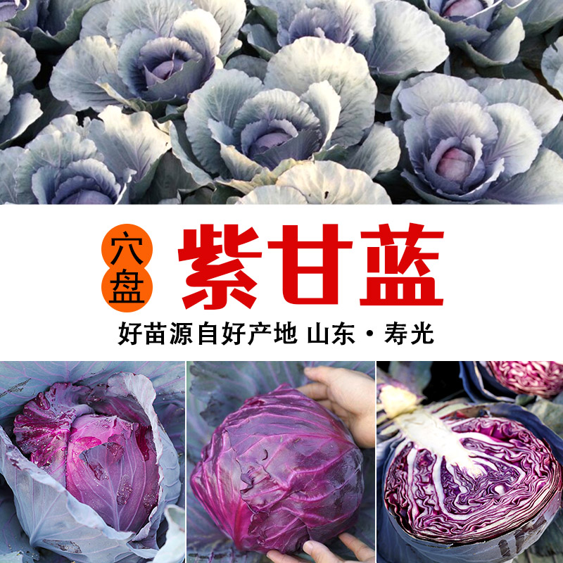 紫甘蓝苗子紫色卷心菜紫包菜庭院阳台蔬菜种子四季易种高产蔬菜