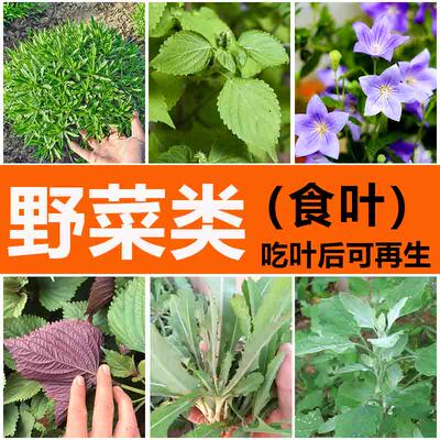 野菜种子蒲公英马齿苑弃菜