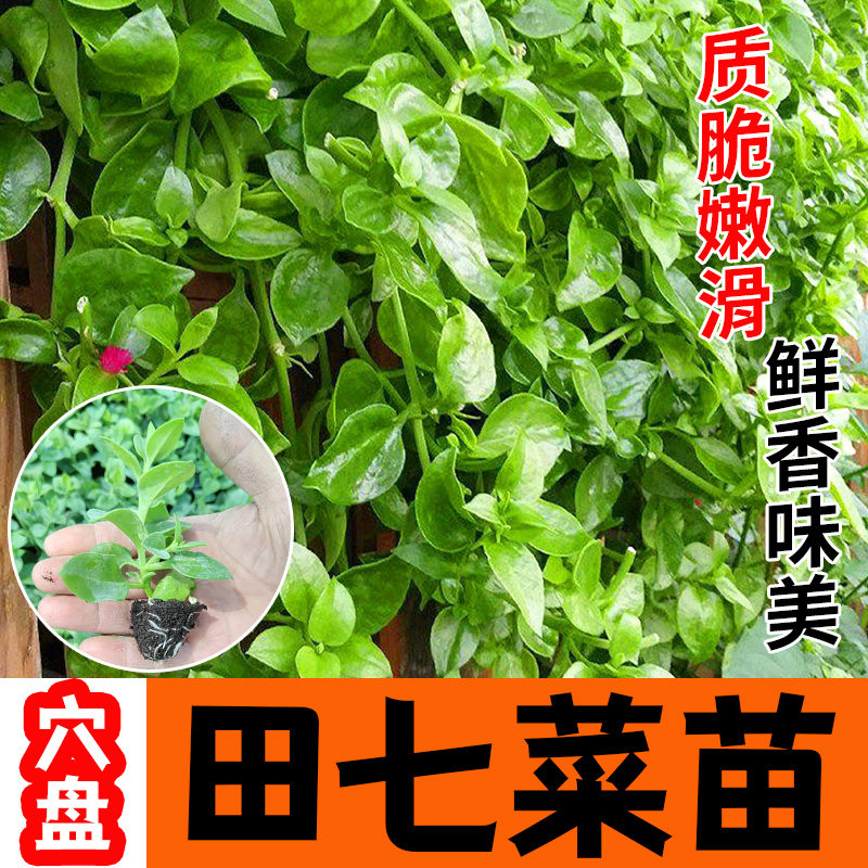 田七苗食用穿心莲苗可食用可吃可食用三七新鲜蔬菜阳台盆栽四季