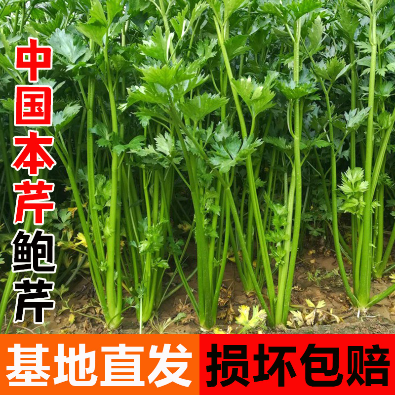 鲍芹苗子中国本芹章丘鲍芹种籽小香芹实心芹盆栽露天大棚蔬菜种子