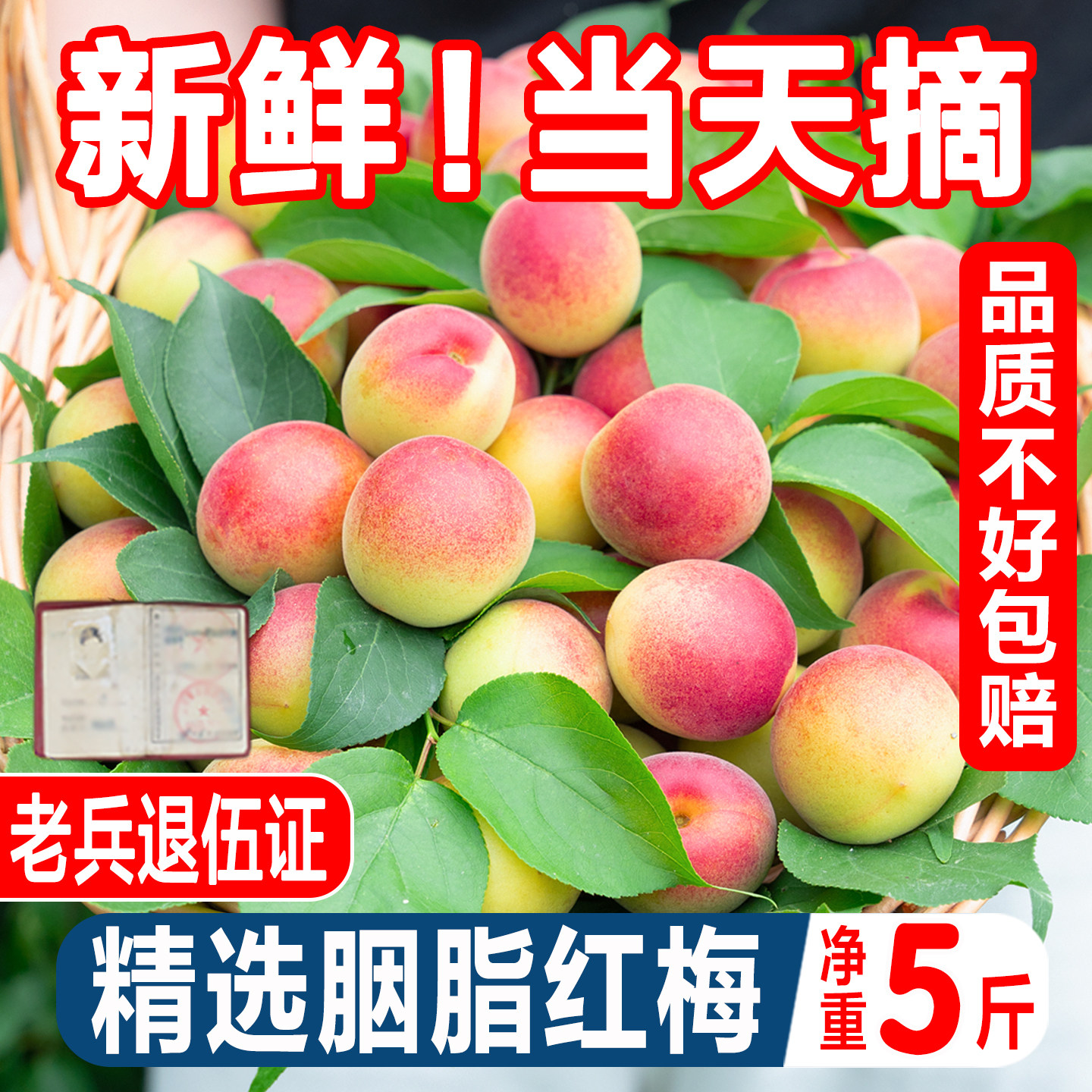 高山胭脂梅青梅鲜果诏安胭脂梅现摘泡酒胭脂梅酵素5斤鲜梅子水果