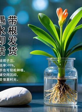 君子兰盆栽带花苞水培植物室内花卉盆栽四季开花好养活