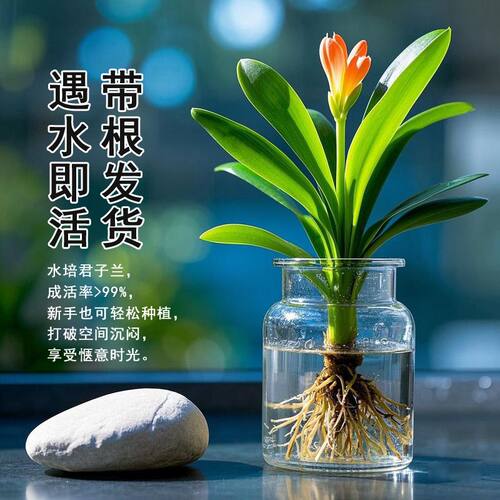 君子兰盆栽带花苞水培植物室内花卉盆栽四季开花好养活