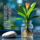 君子兰盆栽带花苞水培植物室内花卉盆栽四季 开花好养活