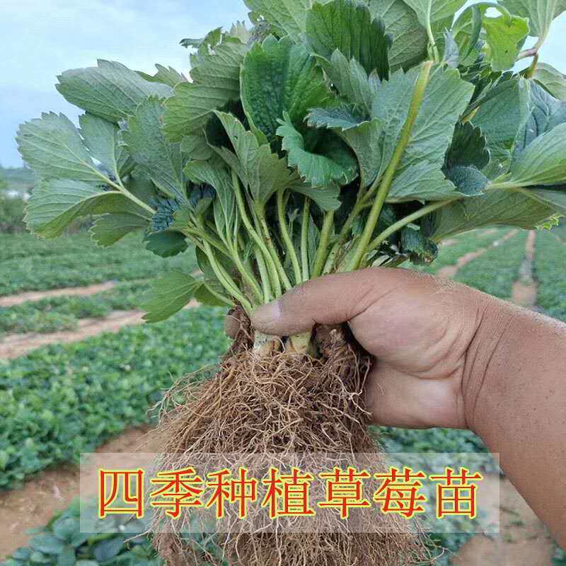 草莓苗四季盆栽脱毒一代大草莓果苗食用室内阳台南方北方种植