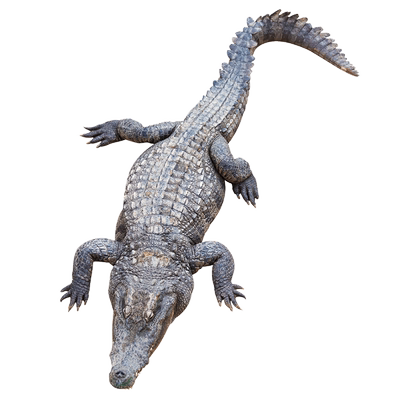 500克鳄鱼头骨干肉干煲汤专用