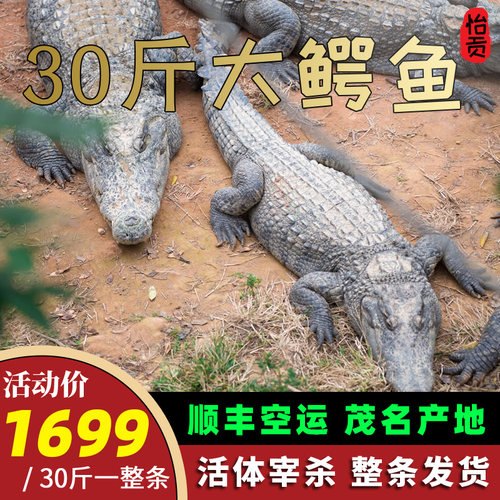 30整条鳄鱼活体整只酒店饭店食材