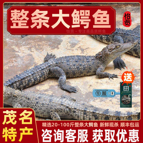 20斤起整条大鳄鱼产地直发特惠中