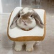 小兔子伊丽莎白圈防舔防咬软项圈侏儒兔龙猫豚鼠猫咪脖圈宠物用品