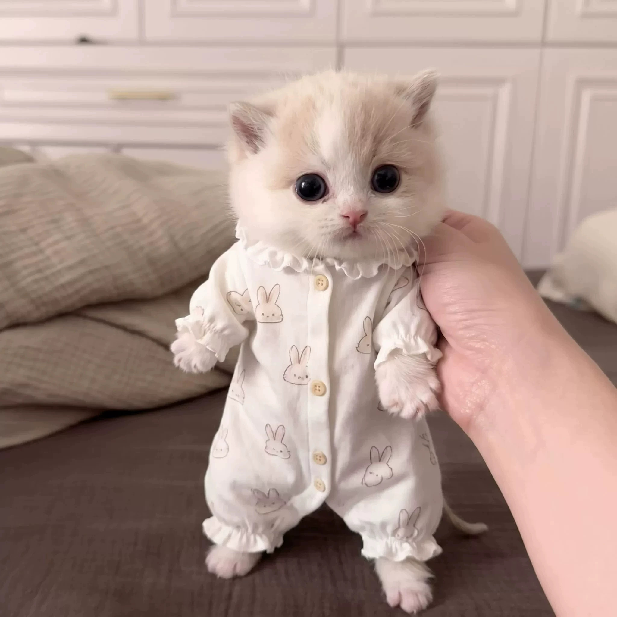 猫咪衣服幼犬幼猫薄款四脚衣秋冬新款狗狗家居服德文布偶猫连体衣