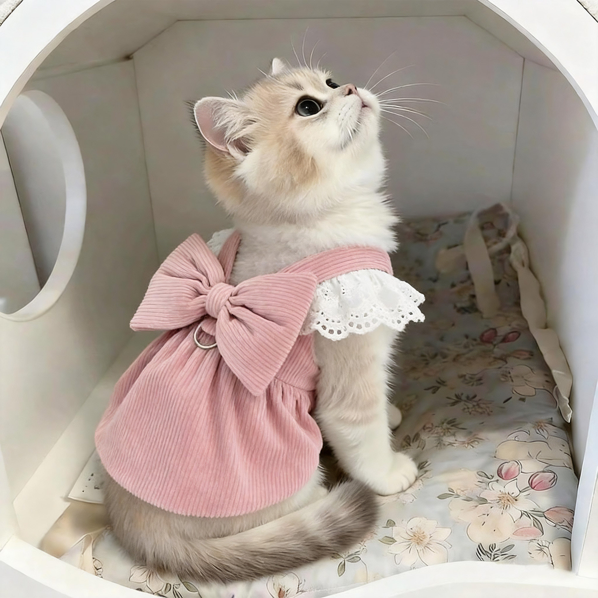 猫咪衣服秋冬新款灯芯绒南瓜裙牵引布偶泰迪比熊小狗狗保暖蕾丝裙