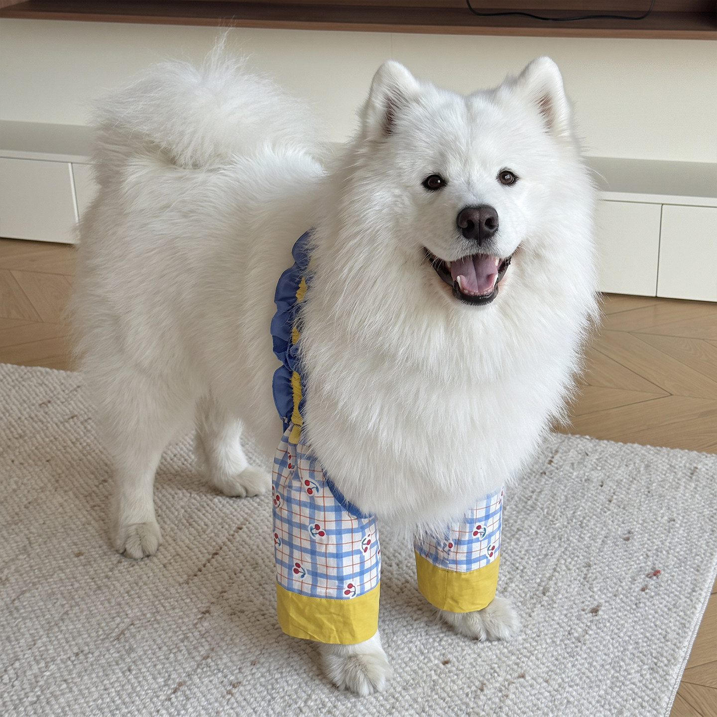 大中型犬关节护肘护膝防磨防脏