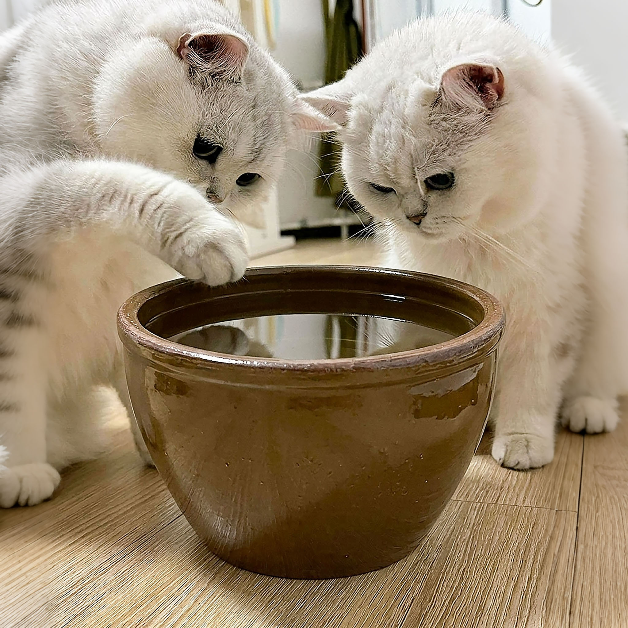 猫碗陶瓷喝水碗大容量酱缸饮水碗水缸碗稳固防翻宠物猫咪碗